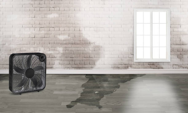 Best Basement water damage restoration  in Neah Bay, WA